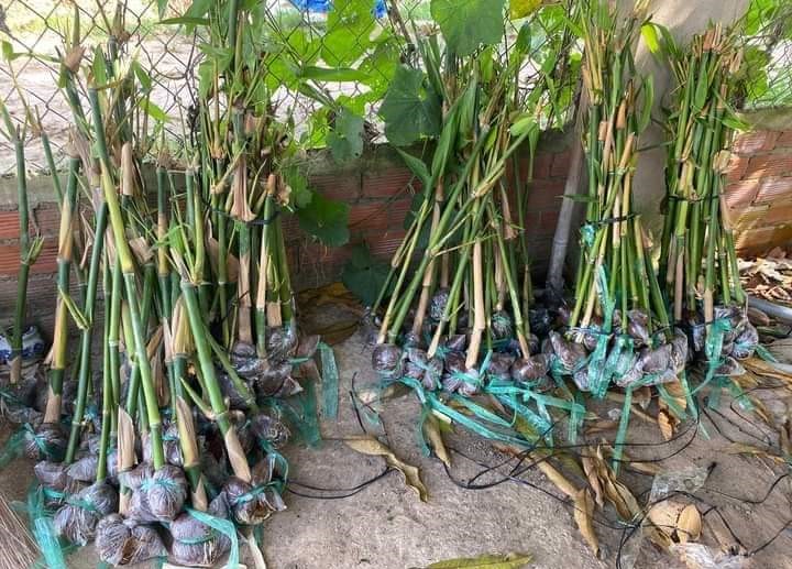 Mẫu hơp đồng mua bán cây giống tre tứ quý giống