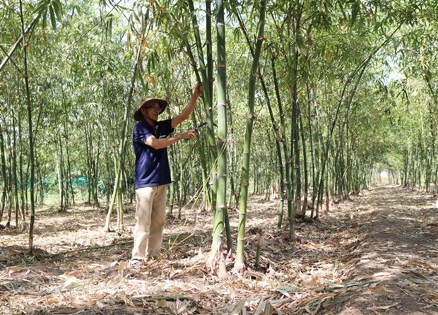 Hướng đi mới trồng tre tứ quý mang lại thu nhập cao 