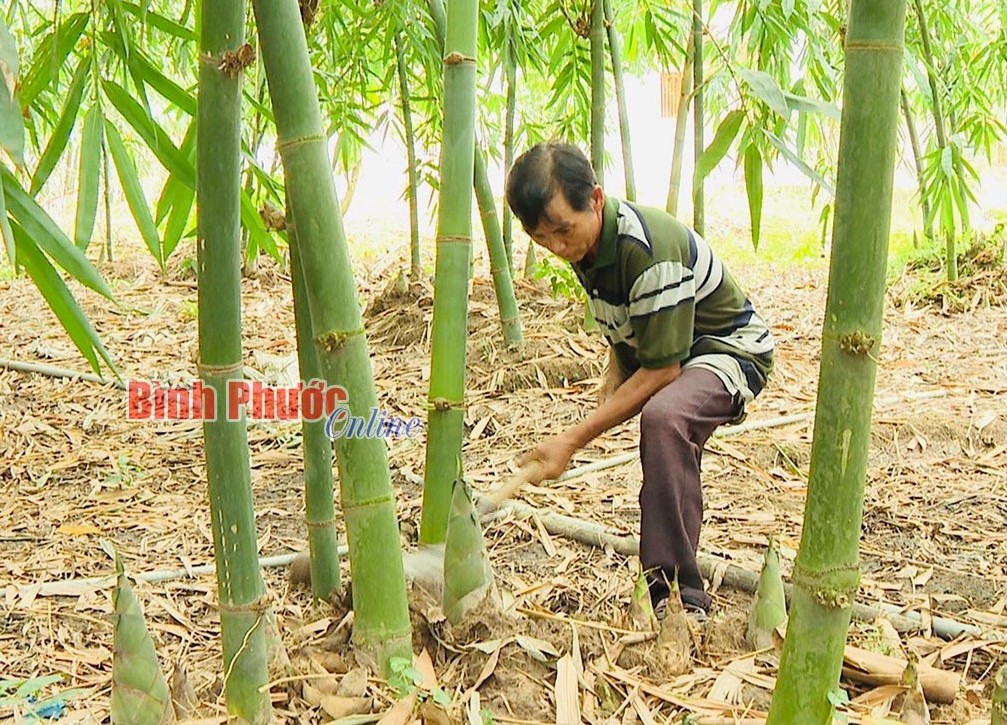 Trồng tre lấy măng - làm chơi, ăn thật