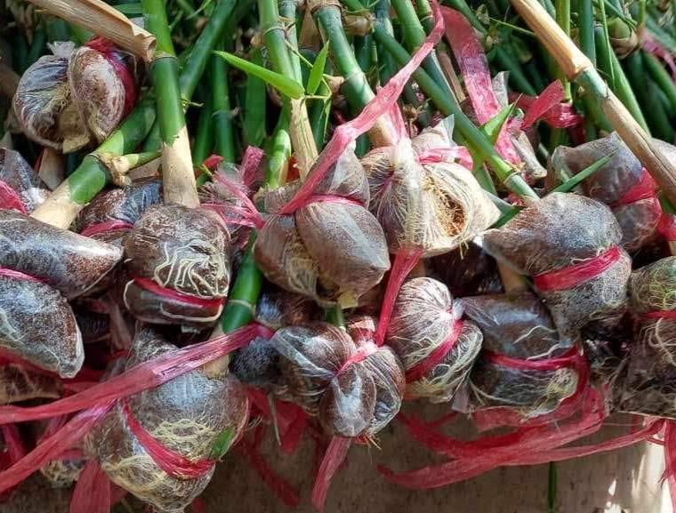 Giống tre tứ quý chiết cành giao hàng toàn quốc