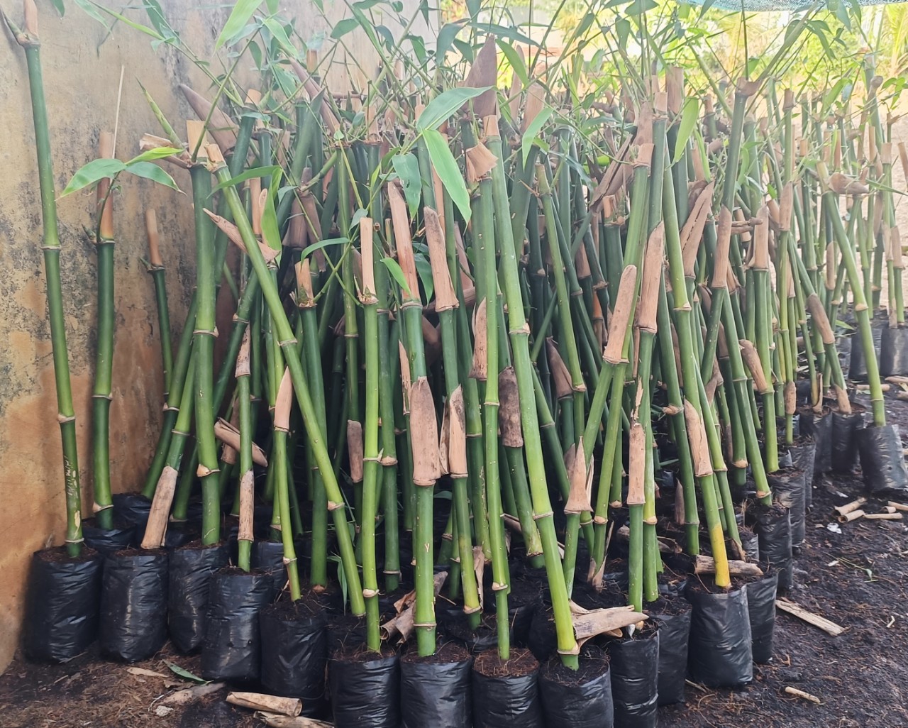 Cung cấp giống tre tứ quý loại ươm bầu rể nhiều bảo đảm sống 100%