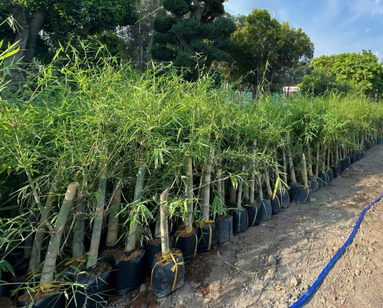Giống cây tre Tầm Vông Mỡ giao toàn quốc